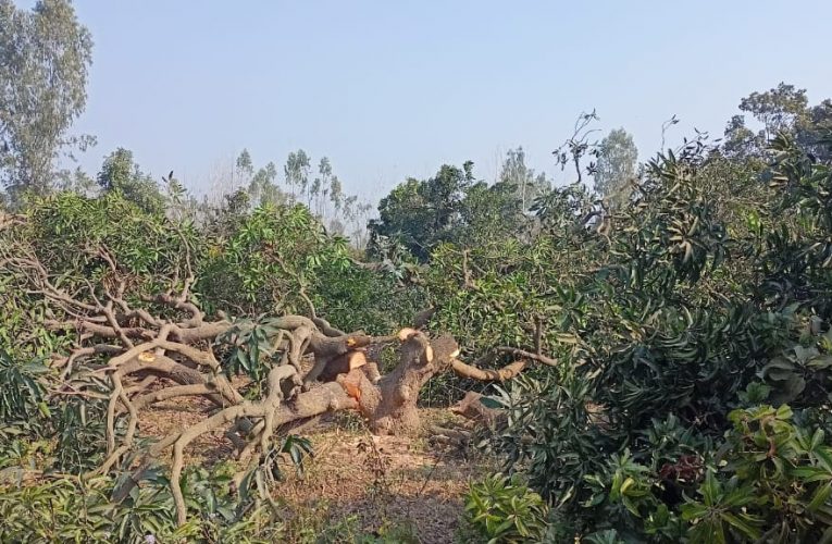 भू माफियाओं का हैरान कर देने वाला कारनामा, अवैध प्लाटिंग के लिए काट दिए आम के हरे-भरे पेड़