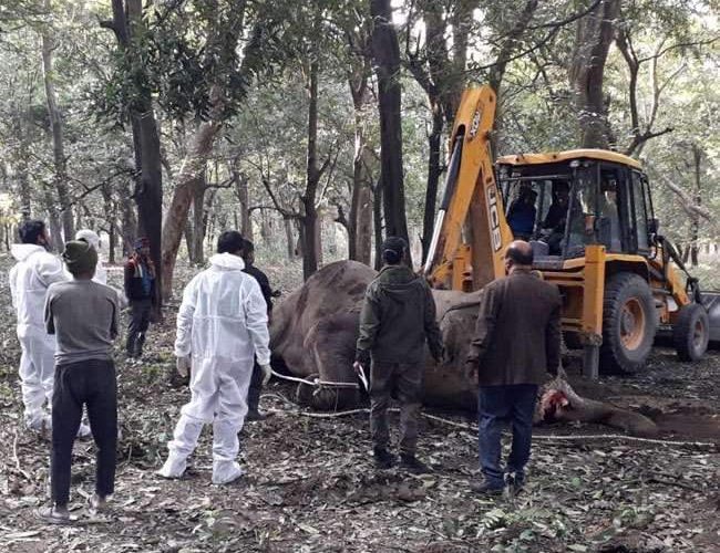 राजाजी टाइगर रिजर्व की मोतीचूर रेंज में दो हाथियों के बीच संघर्ष में एक नर हाथी की मौत