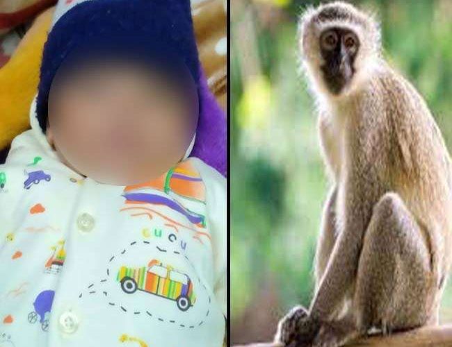 उत्तराखंड में तीन माह के मासूम को छत पर घसीट ले गया बंदर, पानी भरी बाल्टी में डुबाया, दम घुटने से मौत