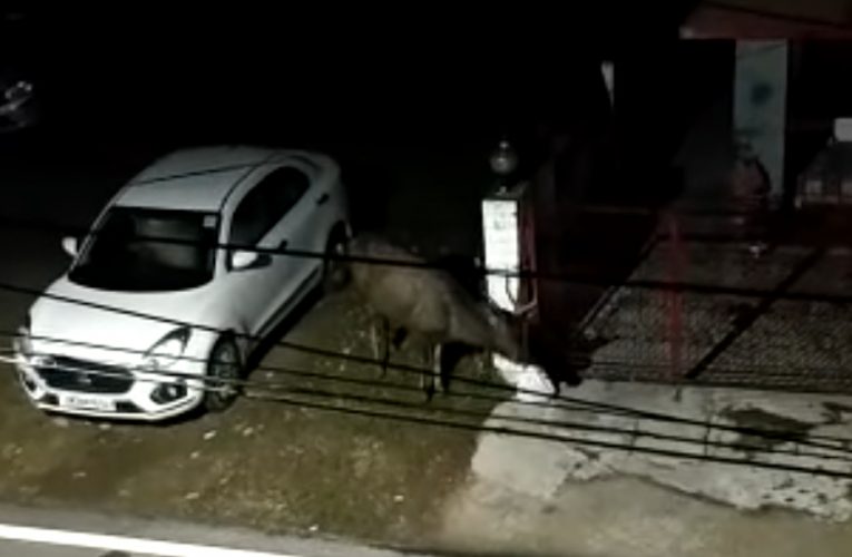 बिल्वकेश्वर कालोनी में घुसा बारहसिंघा, सोशल मीडिया पर वीडियो वायरल, कालोनी में जंगली जानवरों की आवाजाही लगातार जारी