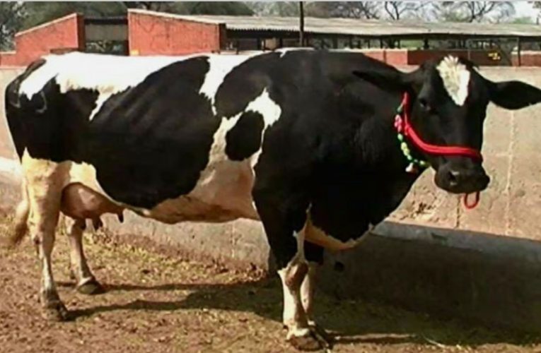 इस गाय को पालने से कुछ ही दिनों में हो जाएंगे मालामाल, रोजाना 60 लीटर तक मिलेगा दूध, पशुपालन के लिए सरकार भी देती है सहायता