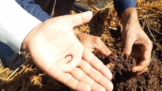 केंचुआ खाद तैयार कर रहा यह किसान, हर महीने कमाता है डेढ़ लाख रुपए, यूट्यूब चैनल से मिला आइडिया