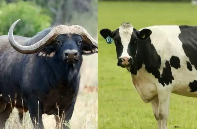 गाय, भैंस की ऐसी नस्लें जो सालाना देती हैं 2200 से 2600 लीटर तक दूध, होगा जबरदस्त मुनाफा