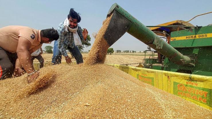 गेहूं के निर्यात पर तत्काल रोक का फैसला, लगातार बढ़ती कीमतों के बीच सरकार ने उठाया कदम