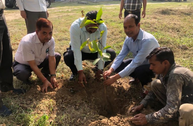 अपर जिलाधिकारी ने वेयर हाउस रोशनाबाद परिसर में किया वृक्षारोपण, लोगों से कहा अधिक से अधिक करें वृक्षारोपण