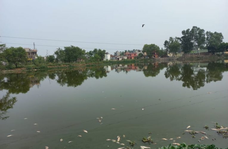 भगवानपुर: तालाब में मरी सैंकड़ों मछलियां, बदबू से परेशान हुए ग्रामीण