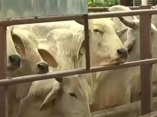 क्या लंपी वायरस से बीमार गाय का दूध पीना सुरक्षित है, जानिए एक्सपर्ट की राय, देश के एक दर्जन से ज्यादा राज्यों के 197 जिलों में फैला लंपी वायरस