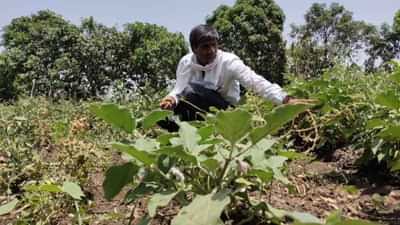 जैविक खेती और डेयरी फार्मिंग से 30 लाख रुपए सलाना कमा रहा यह किसान, पीएम मोदी कर चुके हैं सम्मानित