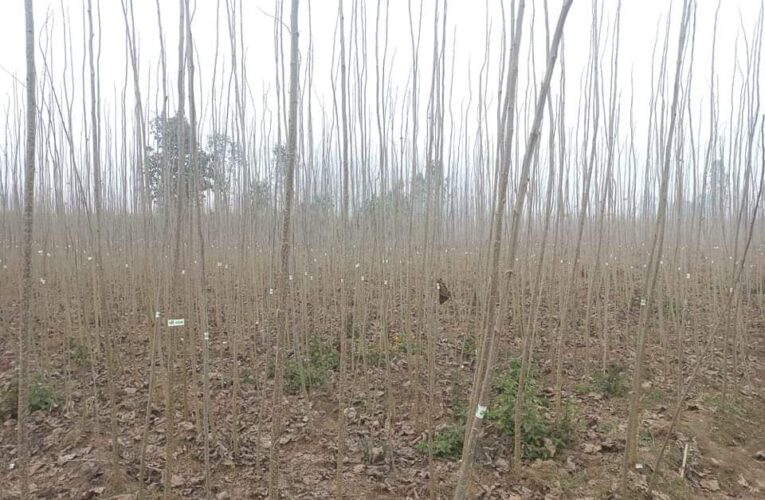 पॉपुलर की खेती किसानों के लिए फायदे का सौदा, रोपाई का चल रहा उपयुक्त समय, ऐसे लगाए पॉपुलर के पेड़