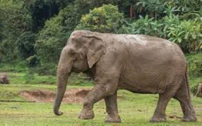हाथी ने महिला को कुचल कर मार डाला, नहीं हो पाई शिनाख्त