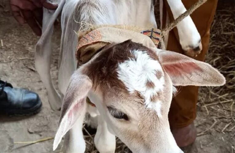 उत्तराखंड के जंगल में पशुपालक गुर्जर की गाय ने विचित्र बछड़े को दिया जन्म, छह पैर और दो पूंछ है, देखने वालों की लग गई भीड़