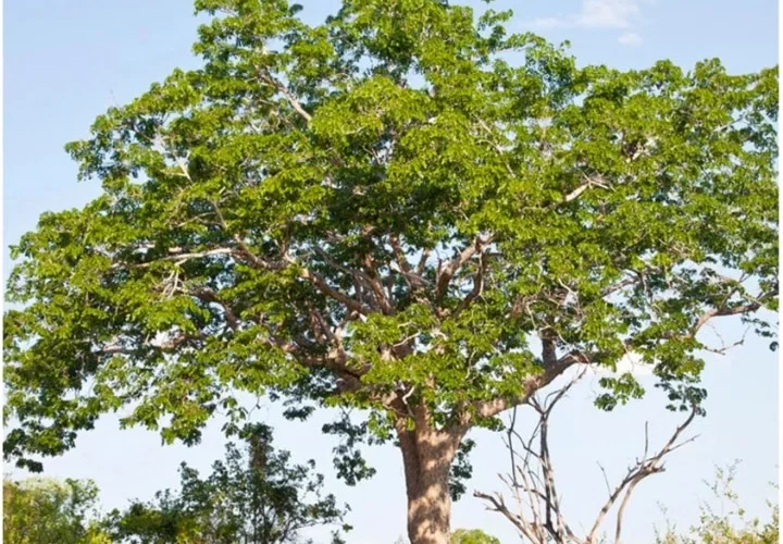 यह पेड़ 12 साल में बना सकता है करोड़पति, कई गुणों से है भरपूर, मच्छरों को भी भगाता है दूर