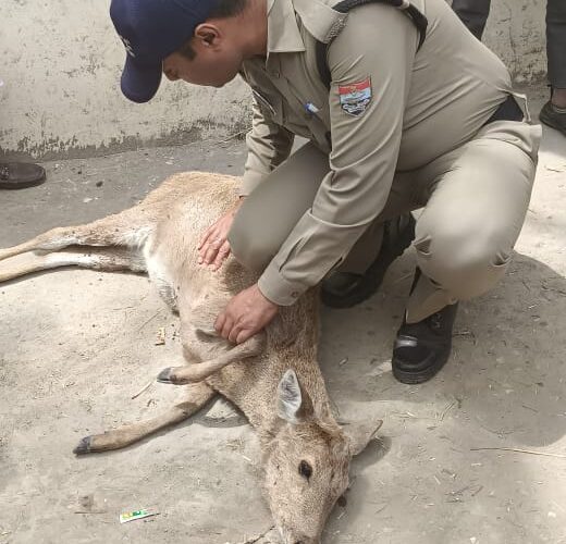 जंगल से भटक कर आबादी क्षेत्र में घुसा हिरण का बच्चा, पुलिस ने पकड़ कर वन विभाग को किया सुपुर्द