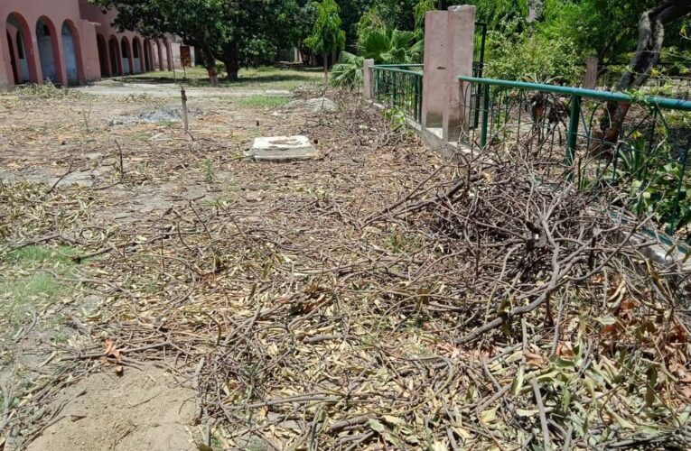 केएलडीएवी इंटर कॉलेज परिसर से दो पुराने वृक्ष चोरी से काटे गए