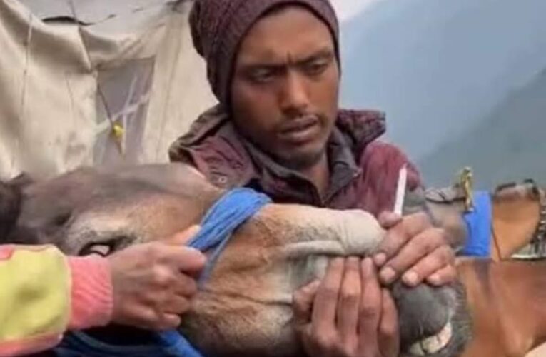 केदारनाथ: घोड़े की नाक में जबरन ठूंस रहा था सिगरेट, वीडियो वायरल होने के बाद पुलिस ले गई थाने