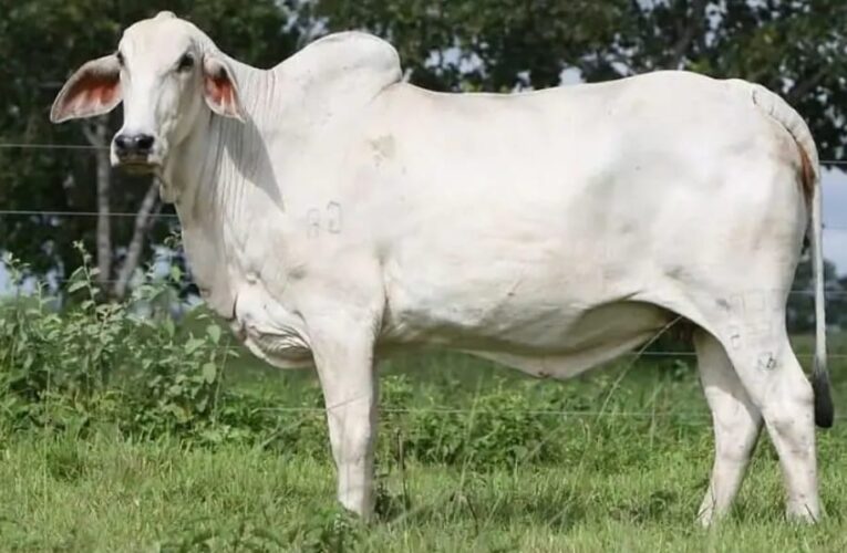 ये है दुनिया की सबसे महंगी गाय, एक की कीमत 35 करोड़ के पार, आइए जानते हैं इस खास गाय के बारे में