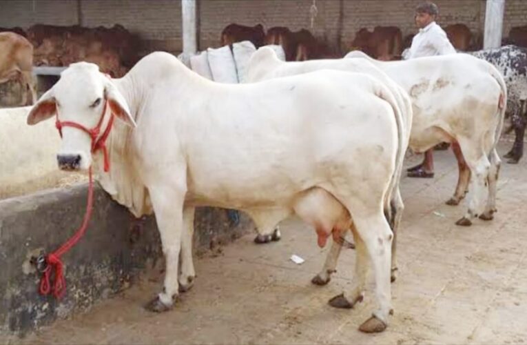 भारतीय पशु अनुसंधान संस्थान ने बनाया पशुओं का सुपर फूड, दूध की नहीं होगी कमी, कई तरह के संक्रमण से करेगा बचाव 