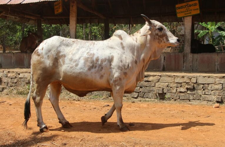 राजस्थान की कामधेनु है ये गाय, हर रोज देती है 7-12 लीटर दूध, जानिए किमत और पहचान