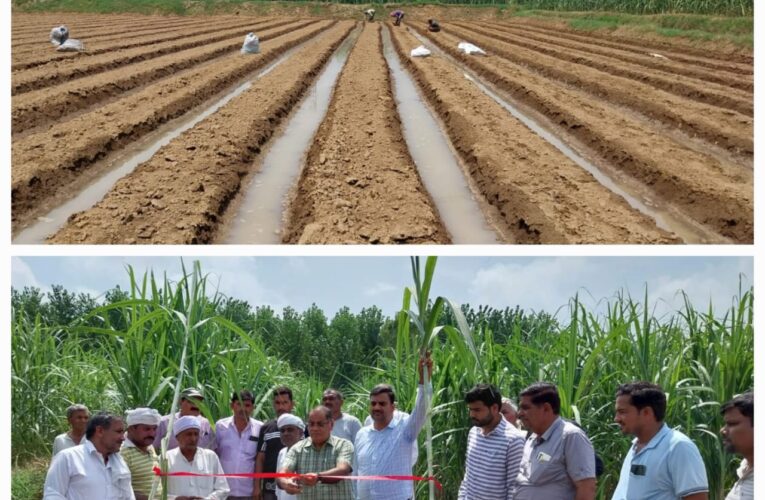 ट्रेंच विधि से शुरू हुई शरद कालीन गन्ना बुवाई, किसानों को शरद कालीन गन्ना बोने के लिए किया गया प्रोत्साहित