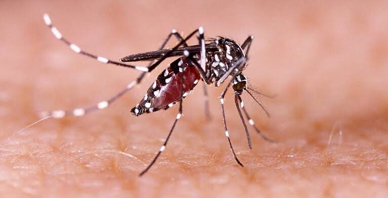 हरिद्वार में आज मिले डेंगू के 19 पॉजिटिव केस, मरीजों की संख्या पहुंच गई 91