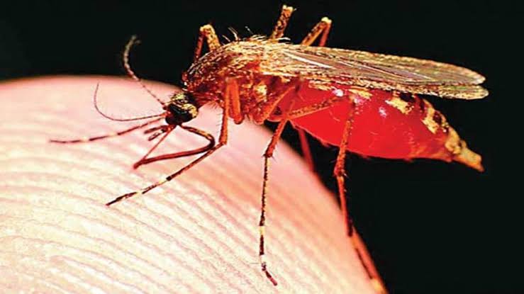हरिद्वार जिले में मिले डेंगू के 5 नये मरीज, अब डेंगू के मरीजों की संख्या पहुंच चुकी है 651