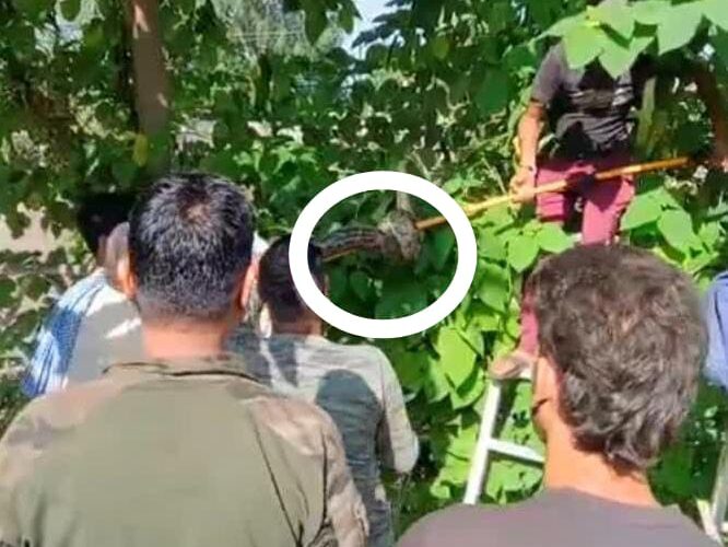 रुड़की में गंग नहर किनारे कश्यप घाट के पास पेड़ पर बैठा दिखाई दिया अजगर, मचा हड़कंप
