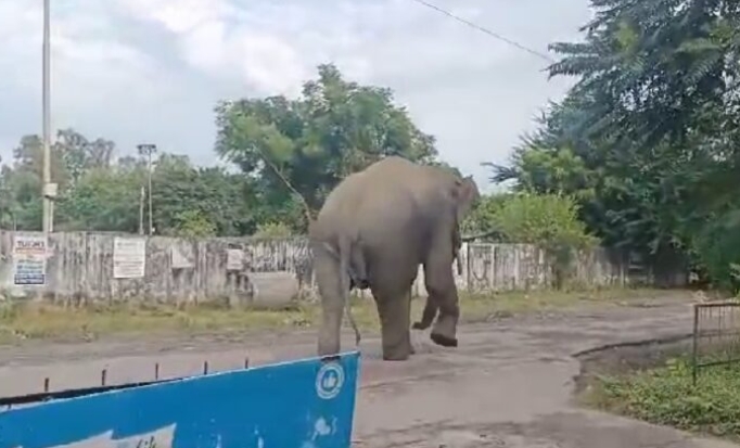 हरिद्वार: भेल की सड़कों पर विशालकाय हाथी आने से मचा हड़कंप
