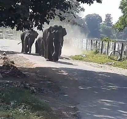 हरिद्वार भेल क्षेत्र में अचानक आया हाथियों का झुंड, मची अफरा-तफरी, कुछ लोग बनाने लगे वीडियो
