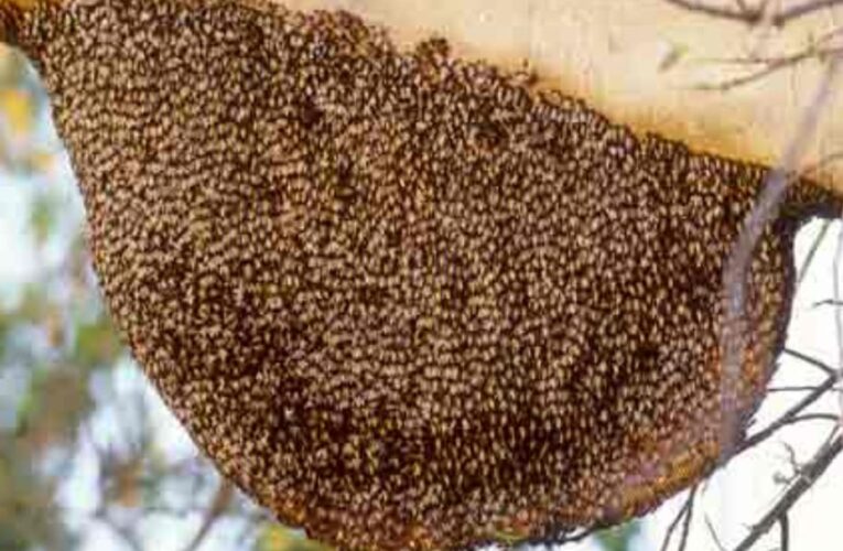 सहारनपुर के शहद की विदेश में चर्चा, आस्ट्रेलिया से मिला आर्डर, 5 हजार से ज्यादा लोग करते हैं मधुमक्खी पालन