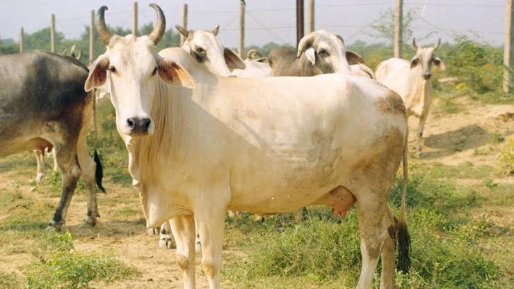 मेवाती नस्ल की गाय एक ब्यांत में देती है 800-1000 लीटर दूध, पालन कर कमाएं भारी मुनाफा, जानिए इस गाय की खासियत