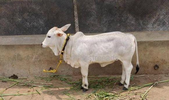 दुनिया की सबसे छोटी गाय है ये, औषधीय गुणों से भरपूर होता है दूध, जानिए इस गाय की कीमत