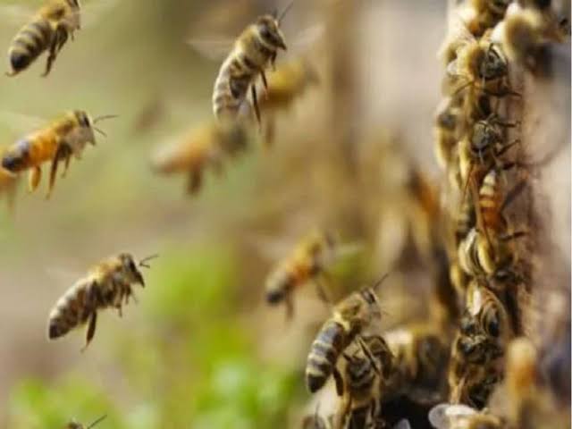 धनौरी में मधुमक्खियों ने कई राहगीरों को काटकर घायल किया, कांवड़ पटरी मार्ग पर एक पेड़ पर लगे मधुमक्खी के छत्ते से किसी ने छेड़खानी कर दी