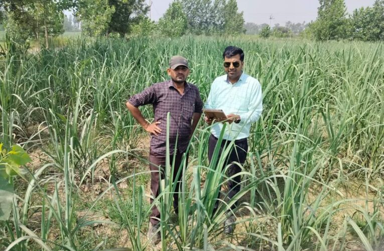 अतिरिक्त आमदनी के लिए सभी किसान खेतों की मेड़ पर पेड़ जरूर तैयार करें, गन्ना विकास परिषद लिब्बरहेडी में सी डी आई बी के चौधरी ने किया गन्ना सर्वेक्षण कार्यों का स्थलीय निरीक्षण