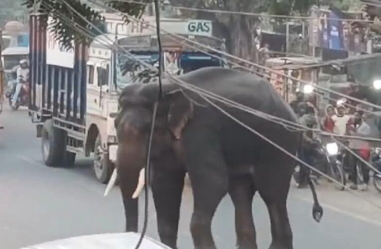 हरिद्वार: बहादराबाद के बाजार में आ धमका हाथी, लोगों में दहशत, वीडियो सोशल मीडिया पर वायरल