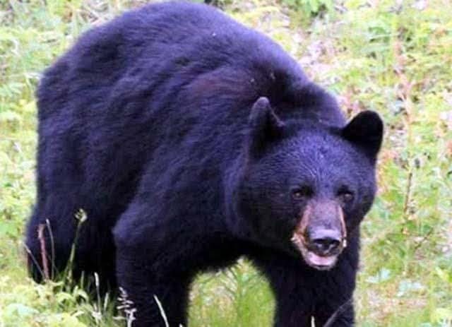 वन्यजीवों की सक्रियता पर टोल फ्री नंबर 1926 पर करें संपर्क: डीएफओ, वन्यजीवों से संघर्ष रोकने के लिए वन विभाग विभिन्न माध्यमों से आमजन को कर रहा जागरुक