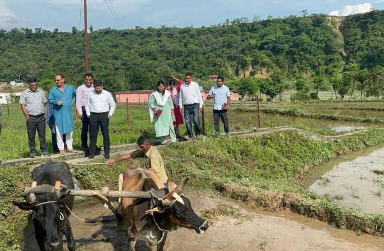 मुख्यमंत्री के निर्देशन पर जिला प्रशासन ने विलुप्त दून बासमती को दिलाई नई पहचान, ग्राम उत्थान व कृषि विभाग के सहयोग से सहसपुर व विकासनगर के किसानों ने बढ़ाई दून बासमती की राह