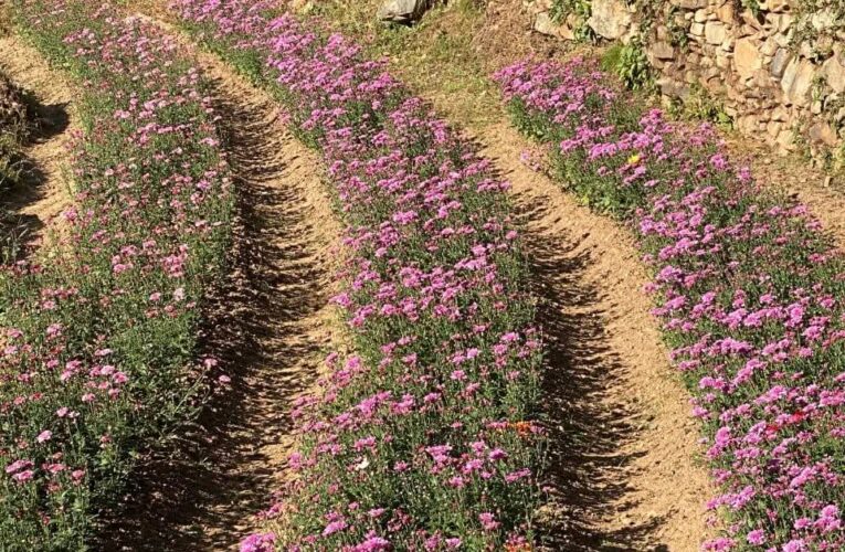मुख्यमंत्री धामी की किसान-हितैषी नीतियों का असर, पाबौ में संयुक्त खेती से फ्लोरीकल्चर बना किसानों की आय का नया स्रोत, सहकारिता, नवाचार और सरकारी सहयोग से बदली खेती की तस्वीर, पाबौ में फ्लोरीकल्चर को मिली नई उड़ान