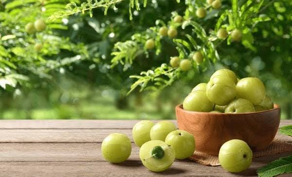 सर्दियों में खाली पेट करें आंवले का सेवन, फायदे इतने हैं कि आप हैरान रह जाएंगे