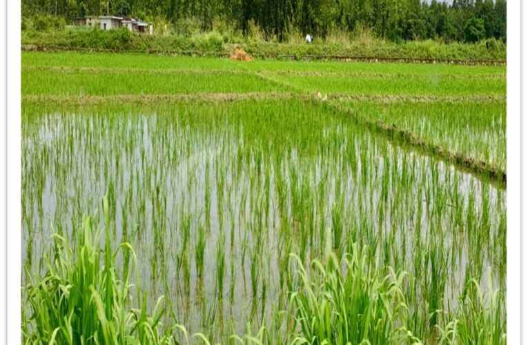 देहरादून: हाइब्रिड धान बीजों ने बदली किसानों की तस्वीर, कृषि विभाग की पहल से 70 हेक्टेयर क्षेत्र में शुरू हुई हाइब्रिड धान खेती