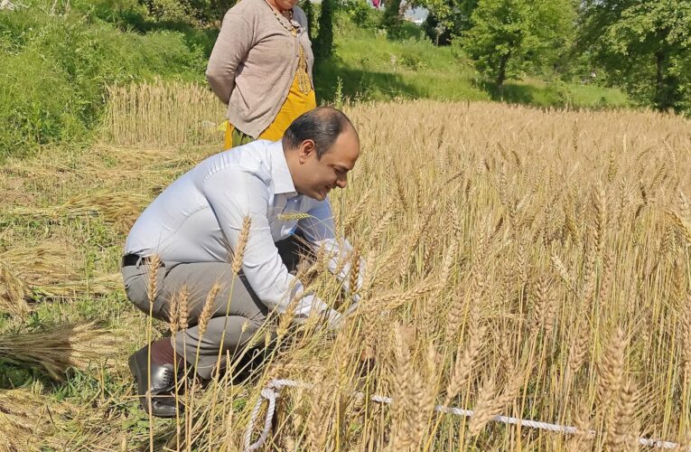 महिला कृषकों संग खेत में उतरे जिलाधिकारी मनीष कुमार, कनलगाँव में गेहूं फसल की क्रॉप कटिंग कर परखी उपज क्षमता, कृषि उत्पादन के सटीक आंकड़ों हेतु कराया गया क्रॉप कटिंग प्रयोग, महिला कृषकों को कृषि यंत्र एवं उन्नत मडुवा बीज वितरित