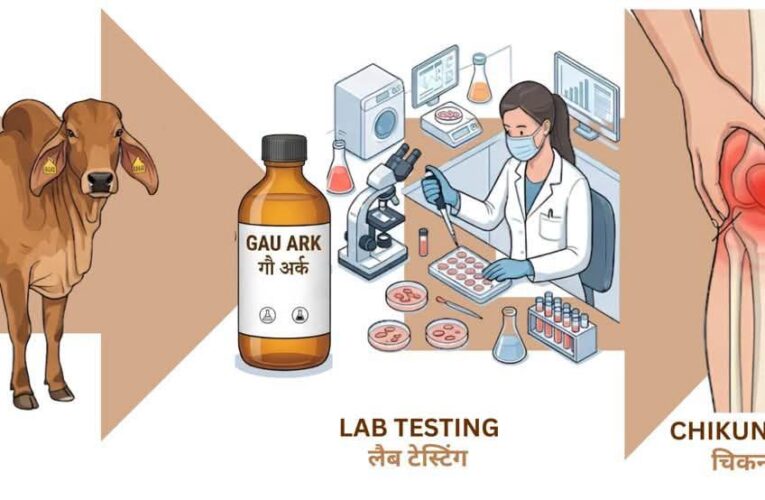 आईआईटी रुड़की के वैज्ञानिकों ने चिकनगुनिया वायरस के विरुद्ध आयुर्वेदिक गौमूत्र अर्क में एंटीवायरल यौगिकों की पहचान की: प्राचीन आयुर्वेदिक उपचार और आधुनिक वायरोलॉजी का संगम