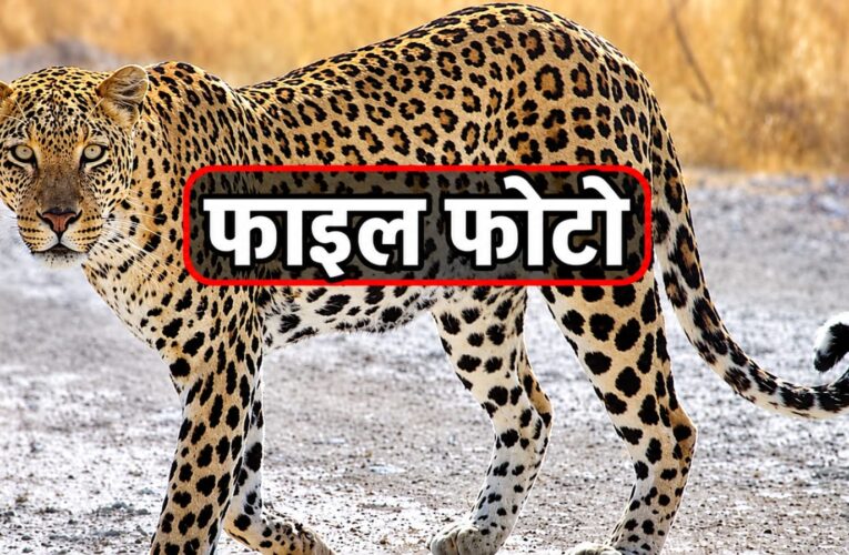 बंजारेवाला में गुलदार की दस्तक से दहशत, कुत्ते को बनाया निवाला, रातभर पहरा देने को मजबूर ग्रामीण